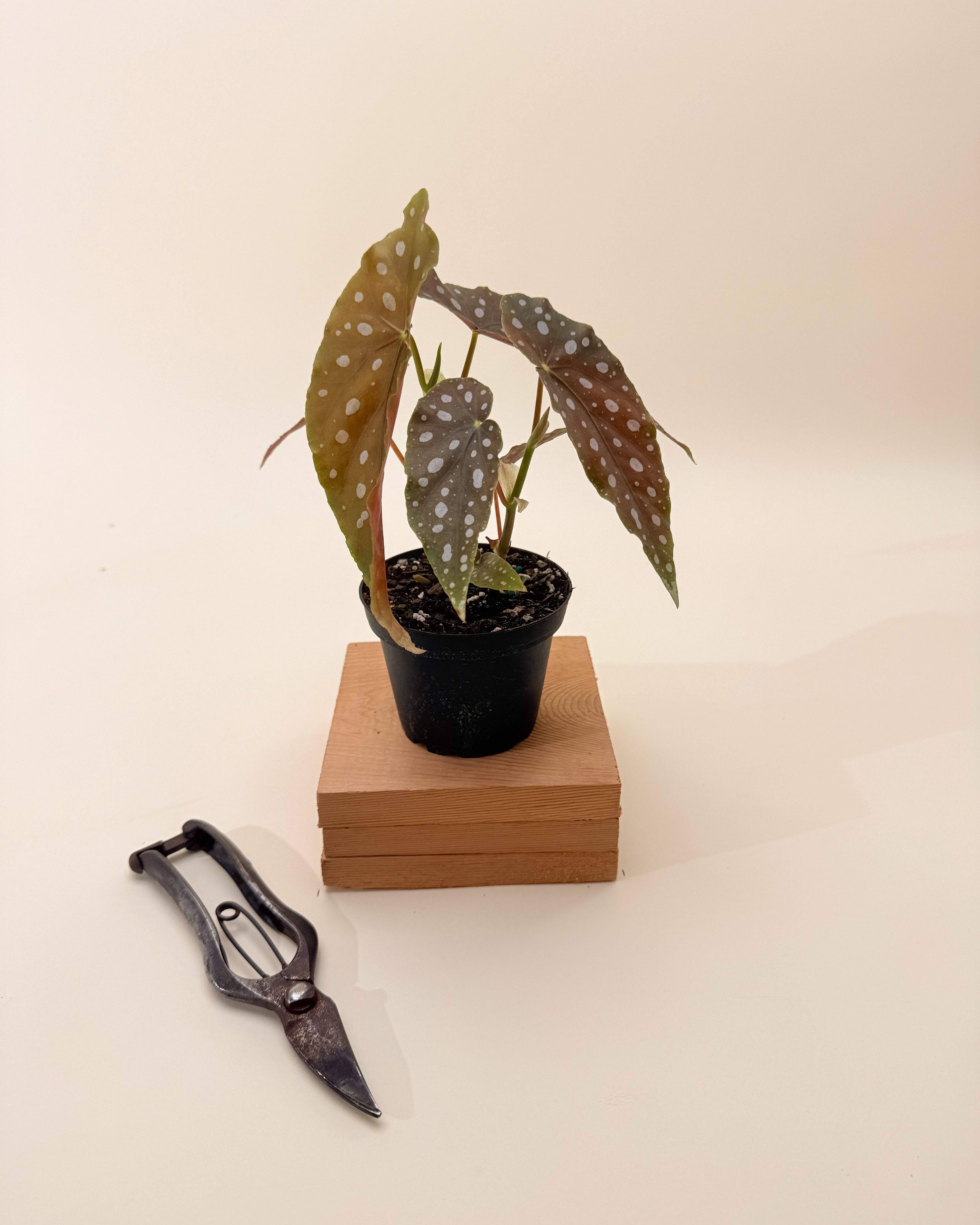 BWH Plant Co - Wholesale Live Plant - 4" Begonia Maculata 'Polka Dot'