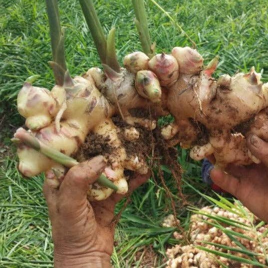 Burlap & Barrel - Wholesale Dried Spice - Buffalo Ginger - Single Origin Spice & Seasoning4