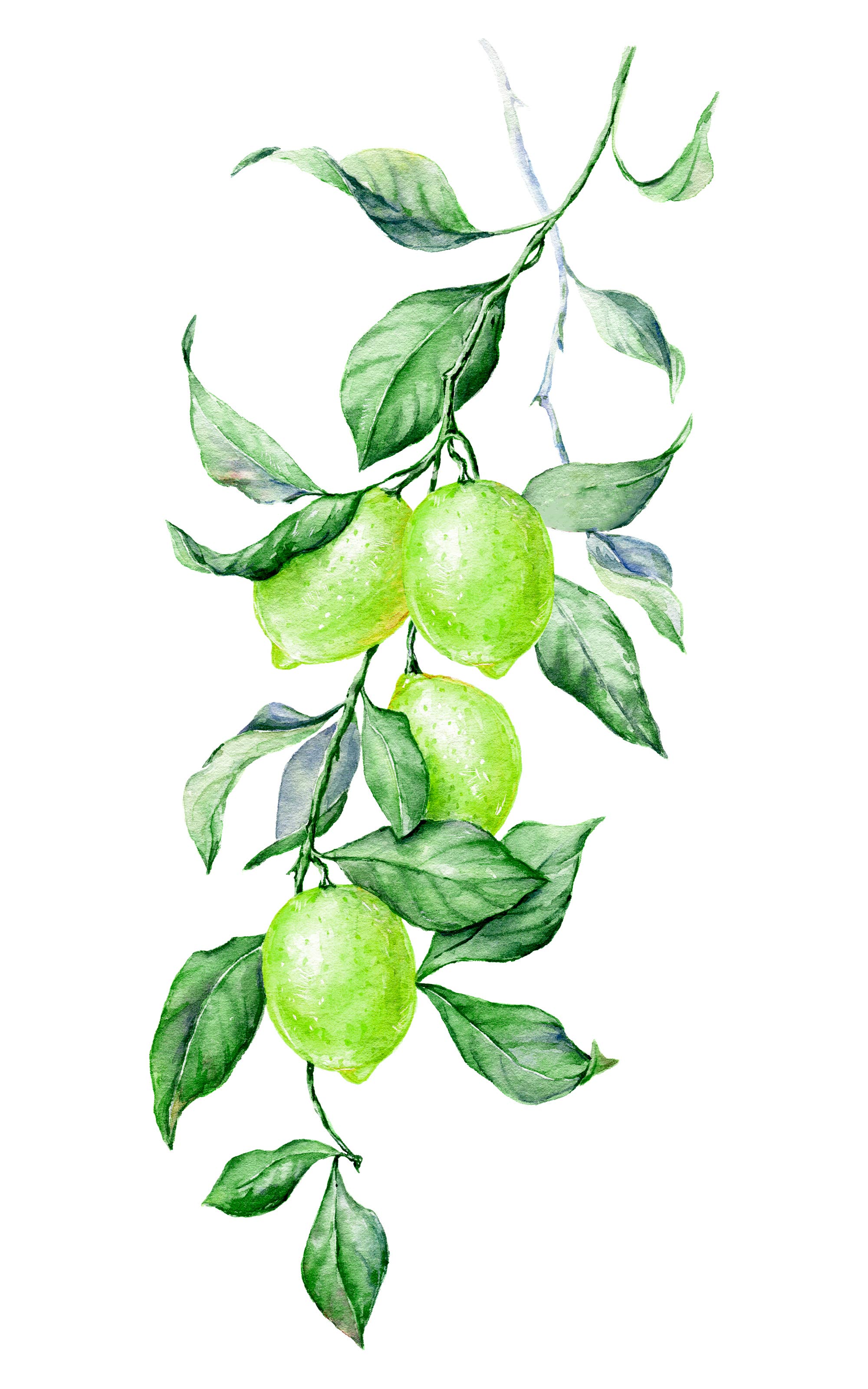 Butterfields Candy - Wholesale Hard Candy - Key Lime Buds4