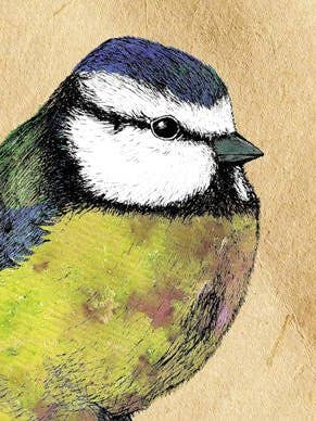 Blue Tit lykønskningskort 14x14cm (blankt indvendigt) for engroshandel hos On The Wall Art Ltd