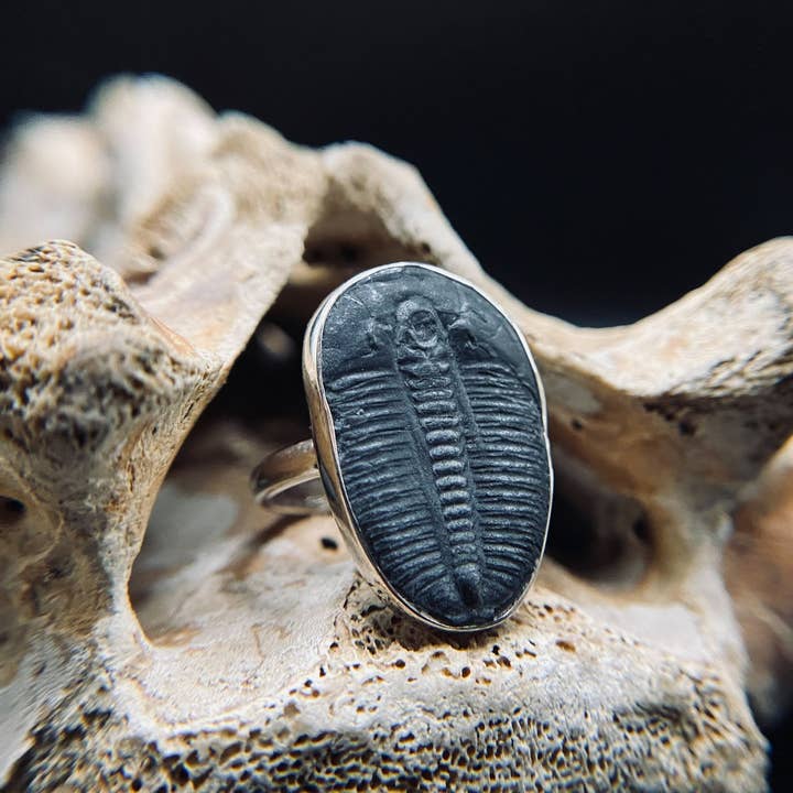 Black Feather Design - Vendita all'ingrosso Anelli cocktail/statement - Anello trilobite, gioielli in vero fossile, in argento 925