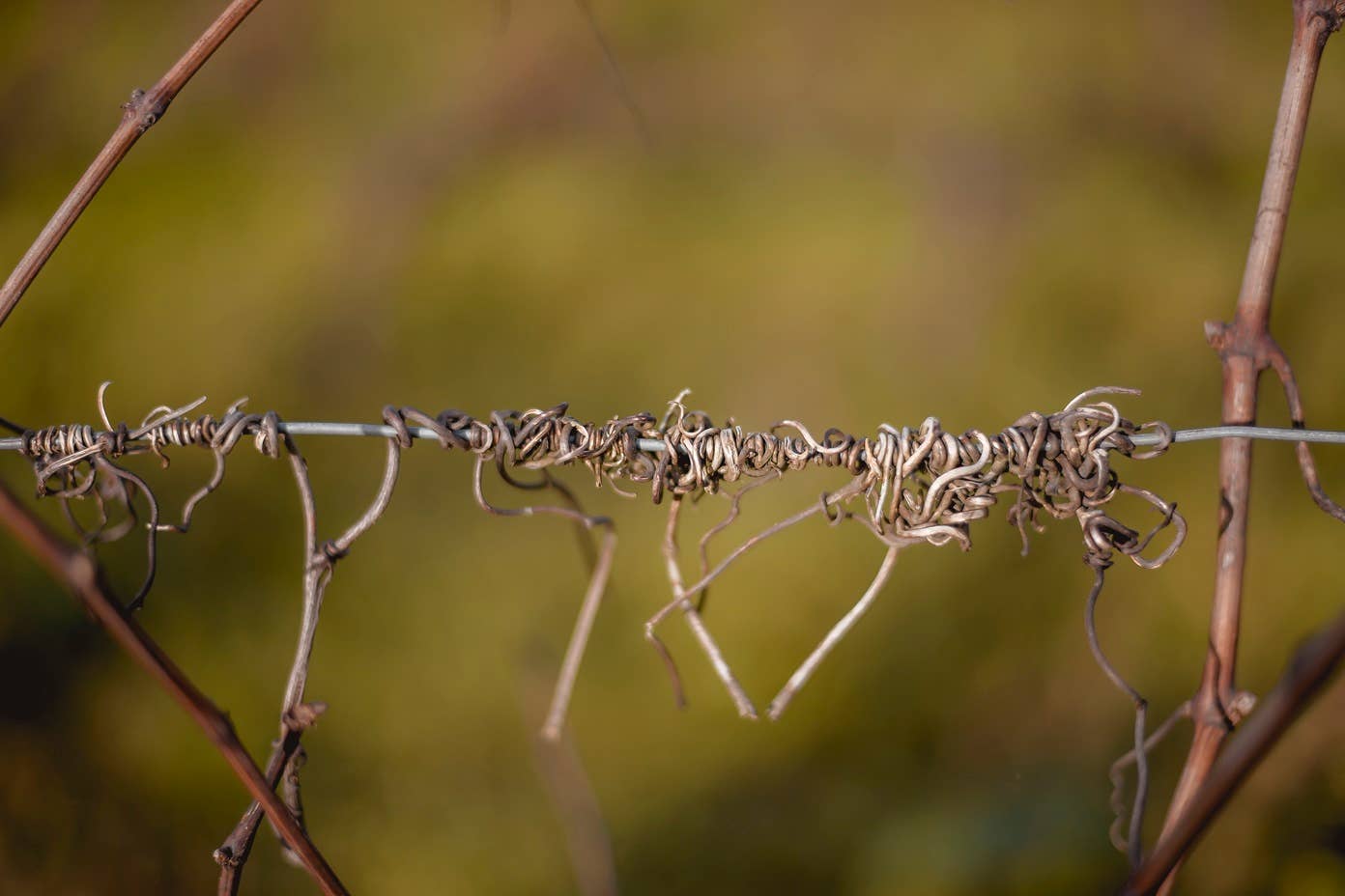 Château de Cranne - Wholesale White Wine - Great Dry White Wine 100% Organic Sauvignon Gris "CRANNE Héol" 234