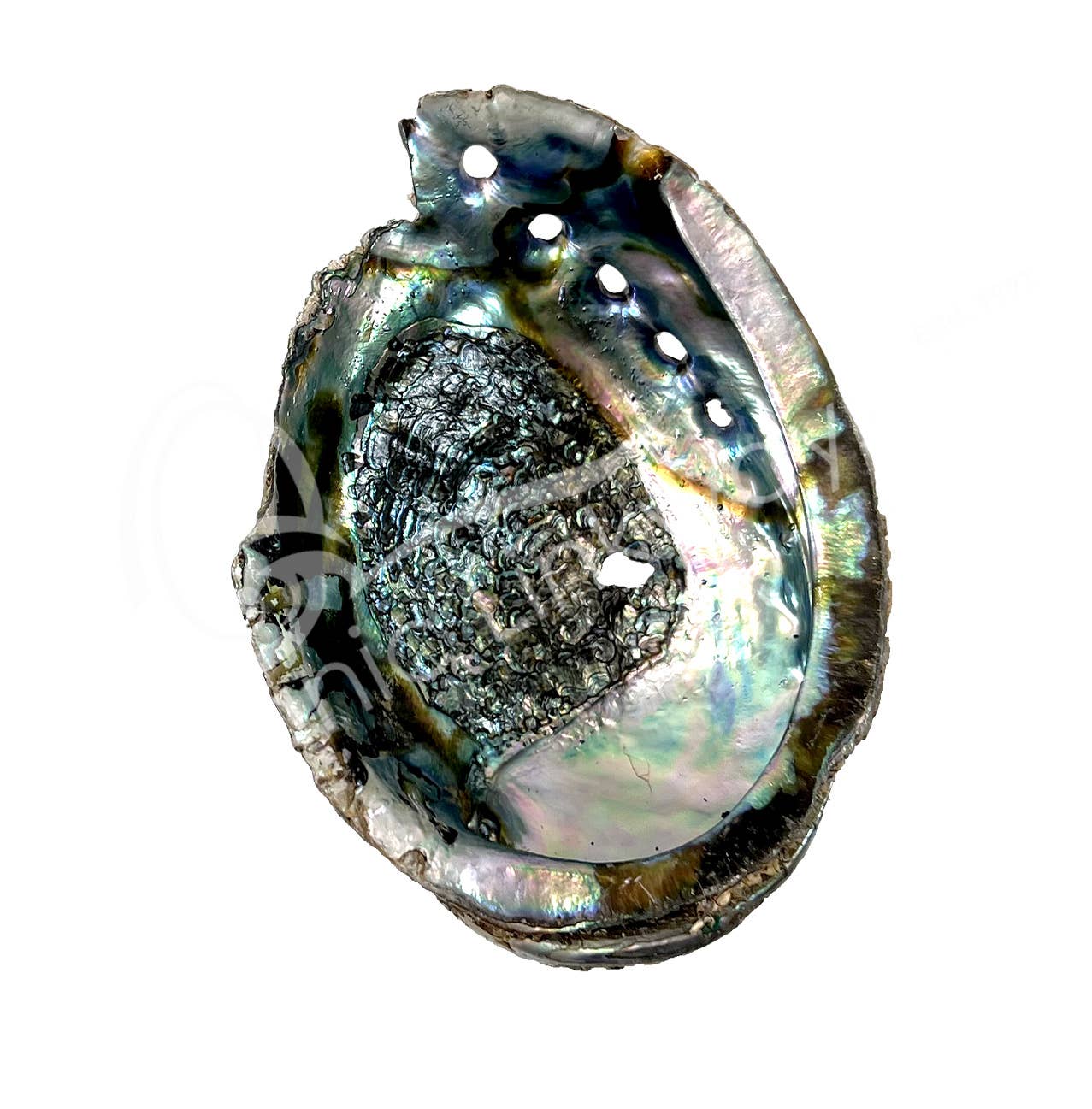 Oceanic Linkways Inc - Wholesale Spiritual Stone/Crystal - (PC)ABALONE SHELL- BROKEN 5-7"0