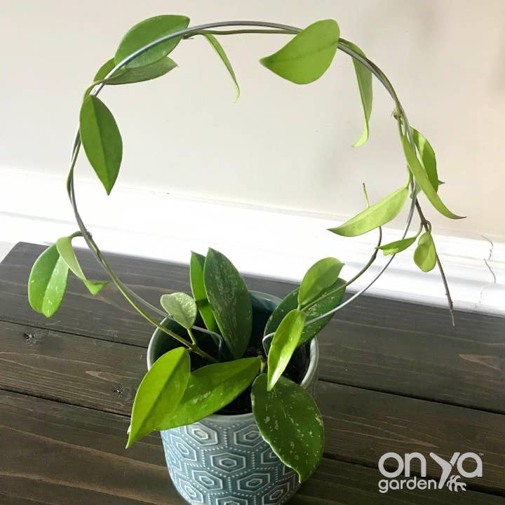 Steel Circle Round Plant Trellis for wholesale by On Ya Garden