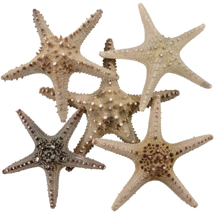 Longspine Starfish 6-8" for wholesale by HS Seashells