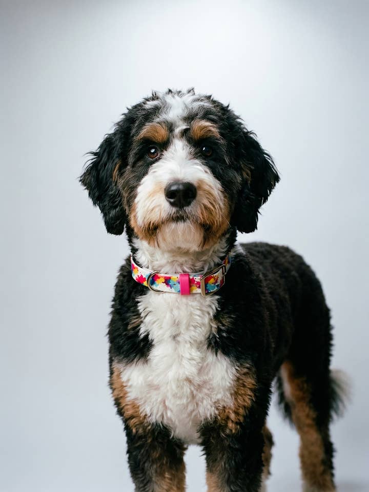 Paint Splash Biothane Collar for wholesale by Barking Fancy