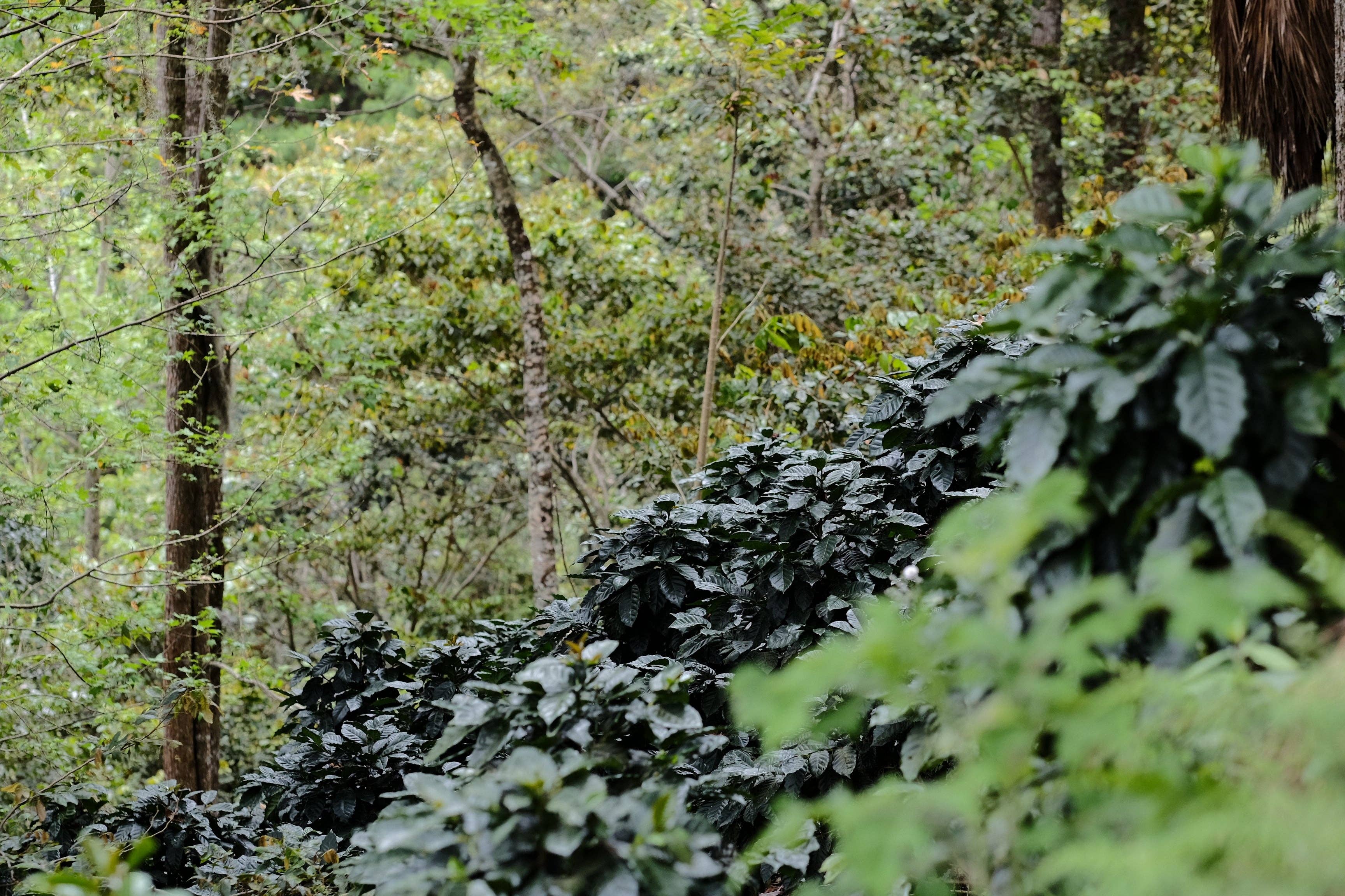 Paso Paso - Farmer Owned Coffee - Wholesale Coffee Beans - Nicaragua - Silvio Sánchez - Catuai Natural6