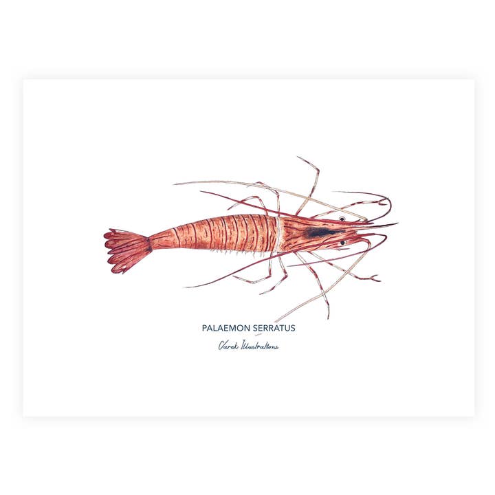 Varek Illustrations - Wholesale Poster - Pink shrimp poster for marine wall decoration1