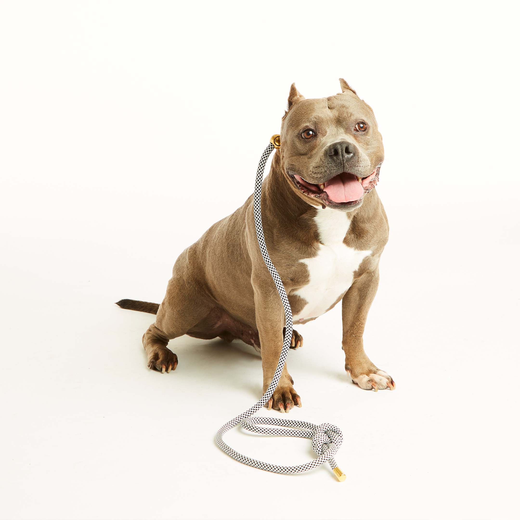 Bubble and Spike - Vente Laisse – chien - Laisse Simple Slip Lead™ Black Diamond1