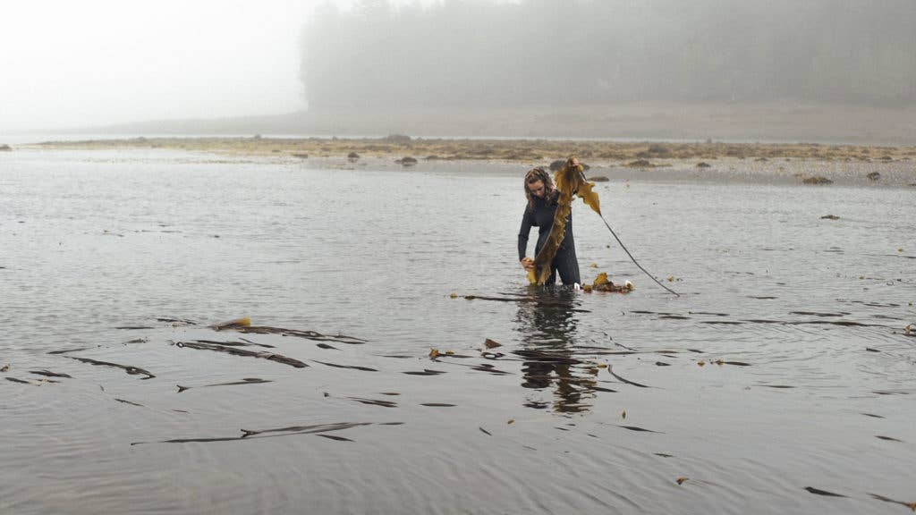 Smithereen Farm - Wholesale Dried/Dehydrated Vegetables - Wild Cobscook Dulse2