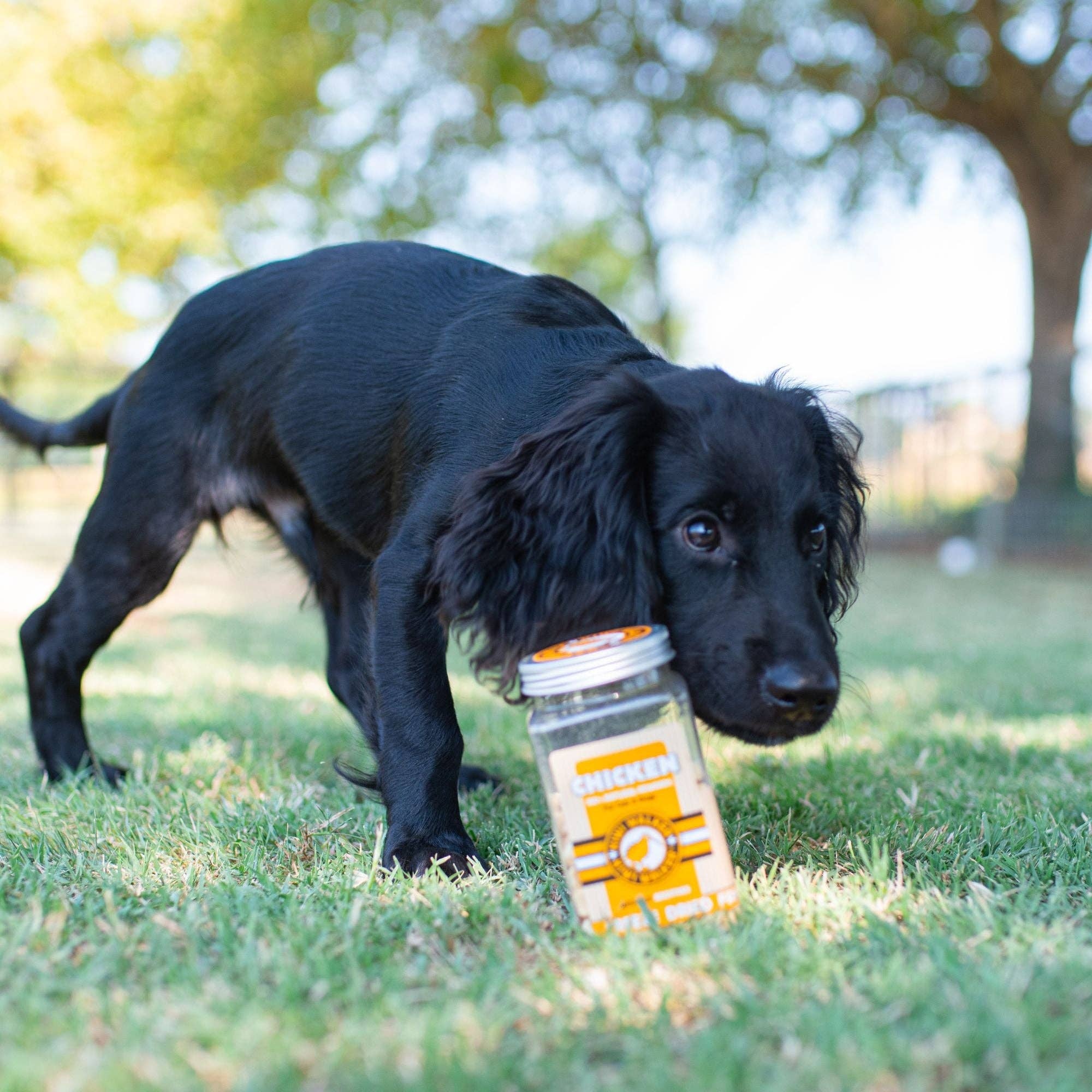 IGSM LTD - Vendita all'ingrosso Snack - Cani - KIWI Walker Snack per Cani Carne Liofilizzata & Pollo6