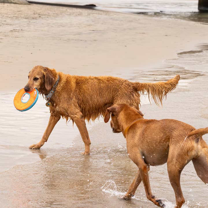 Tailwagger Dog Beer - Wholesale Pet Supplement - Dog - Tailprime Multivitamin Chicken 2