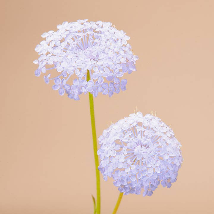 Blue Lace Flower Seeds for wholesale by Plantgem