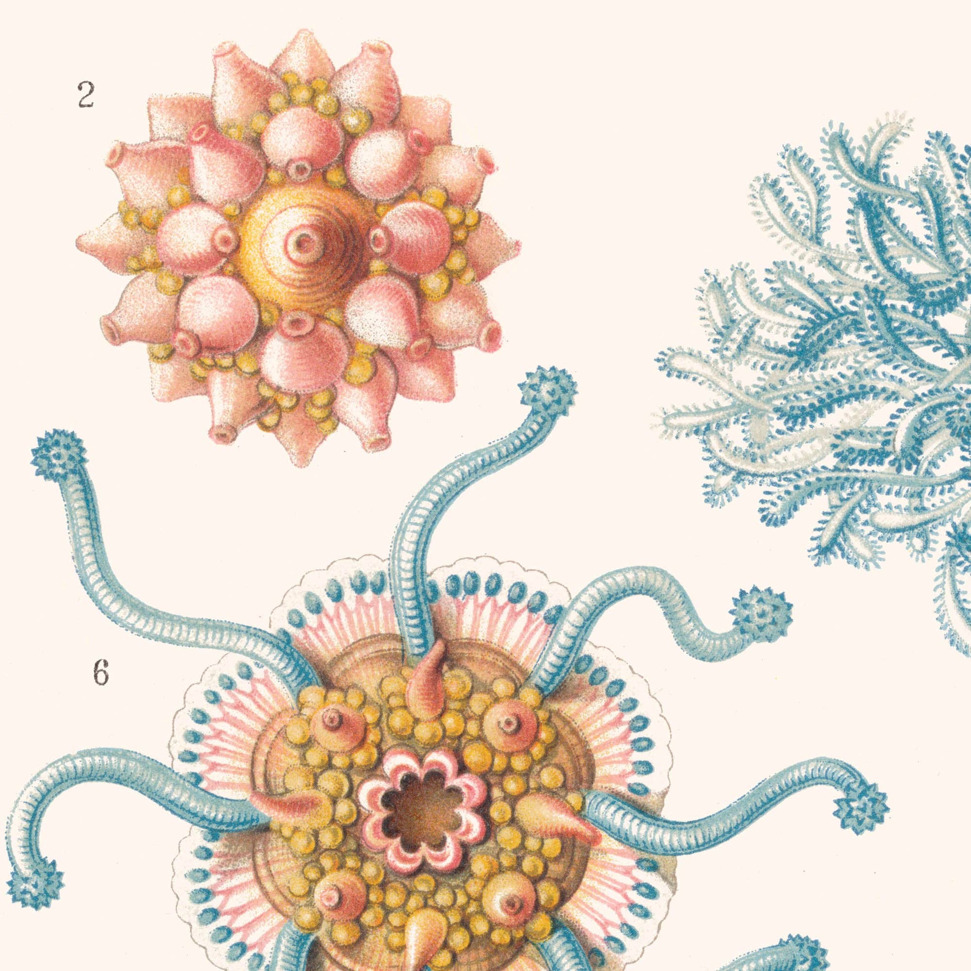 Aster Edition – Großhandel Poster – Poster: Hydromedusen – Ernst Haeckel4