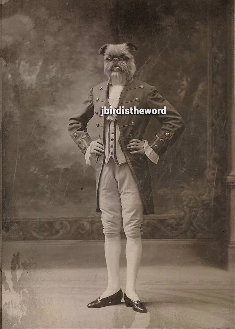 The Wild Oddisorium - Wholesale Art Print - Brussels Griffon Dog Print0