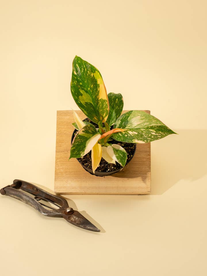 4" Variegated Philodendron Green Congo 'Copper Flame' for wholesale by BWH Plant Co
