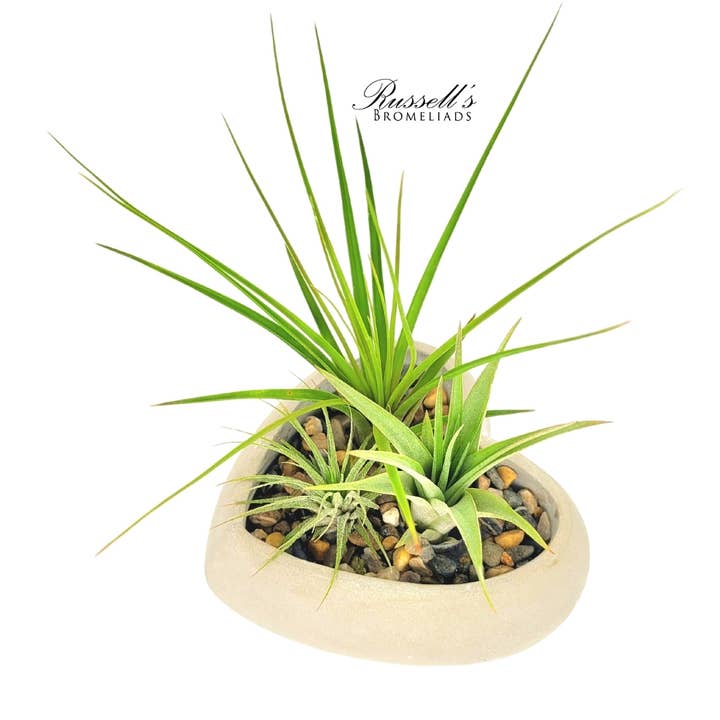 Heart Air Plant Garden - Half Pack for wholesale by Russell's Bromeliads