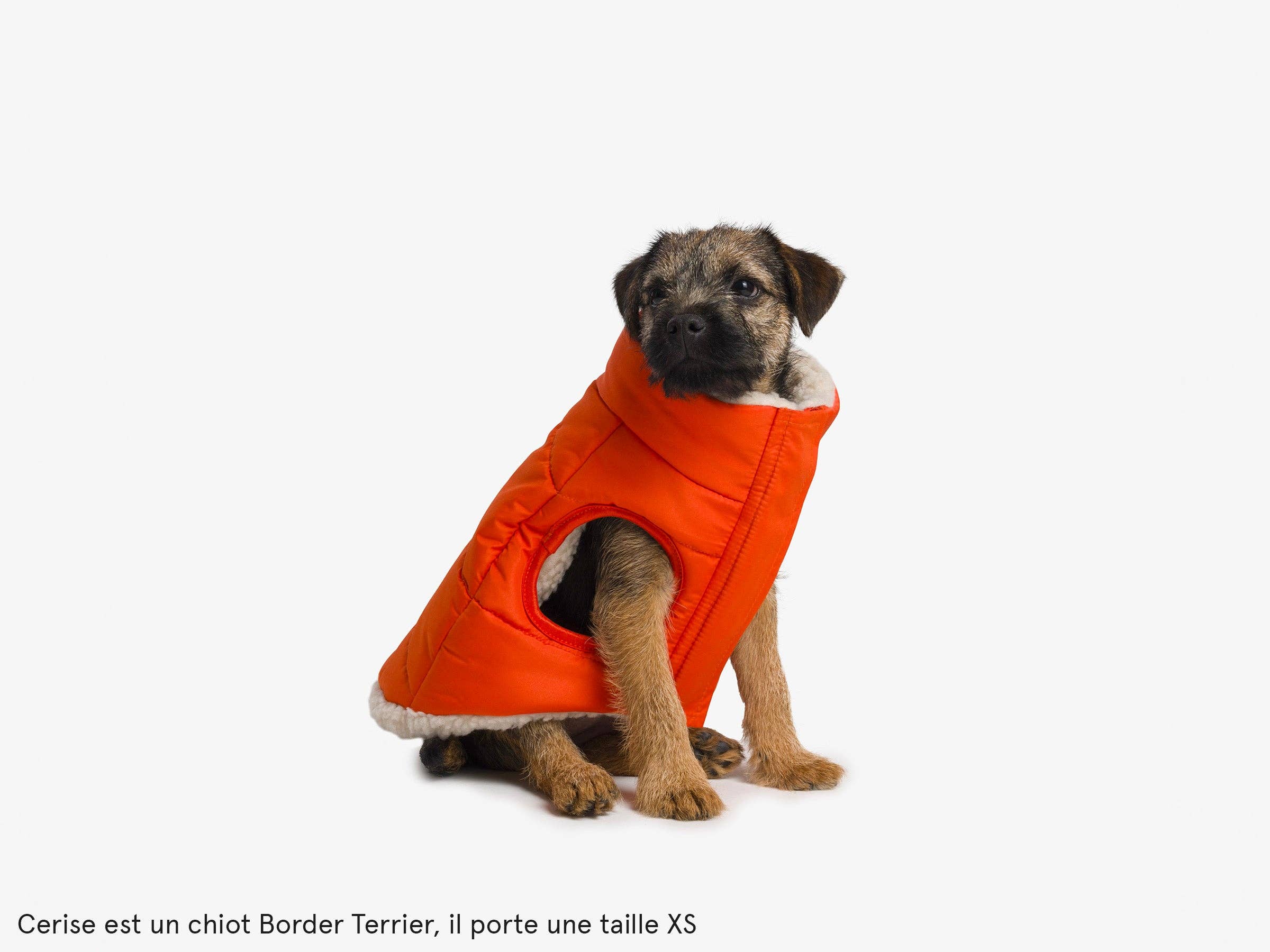 French Bandit - Wholesale Pet Coat - Dog - Thick dog jacket10