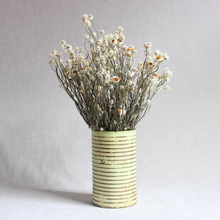 Roxanne's Dried Flowers - Wholesale Dried/Pressed Flowers - Ammobium (Winged Everlasting)2