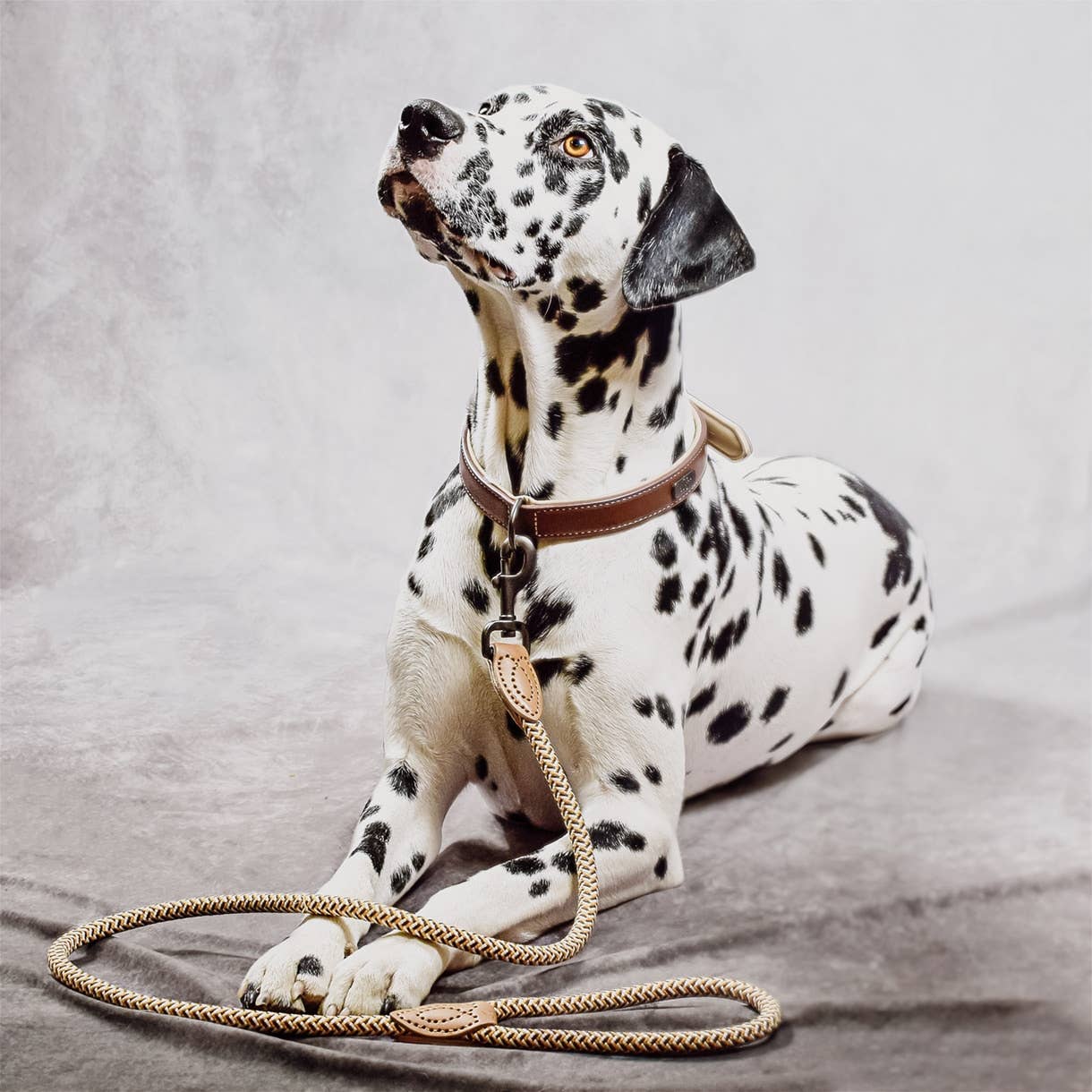 ne&no - Wholesale Pet Leash - Dog - ne&no® Design City Leash from Rope – 120 cm - fixed Dog Leash9