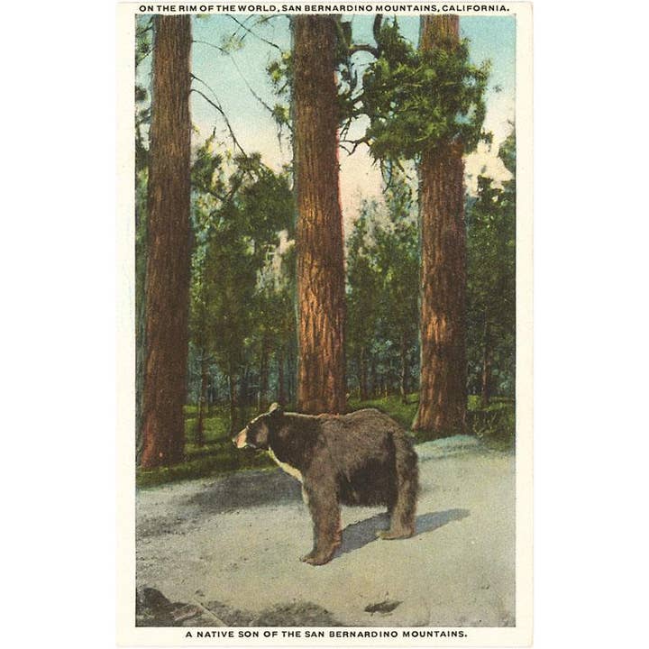 Postcard CS-50 Bear, San Bernardino Mountains, California for wholesale by Found Image Press