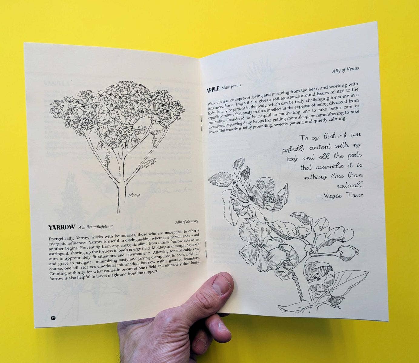 Microcosm Publishing & Distribution - Wholesale Nature & Outdoors Book - Plants Against the Patriarchy (Zine)1