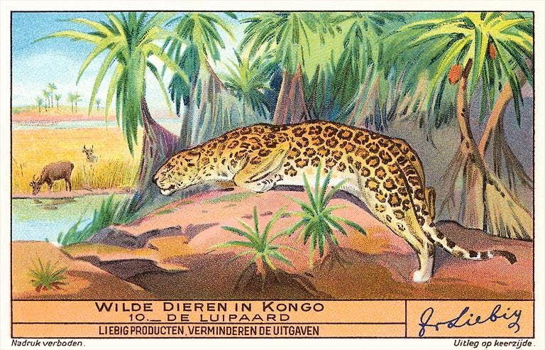 Found Image Press - Wholesale Art Print - Art Print AN-231 Leopard in the Congo0