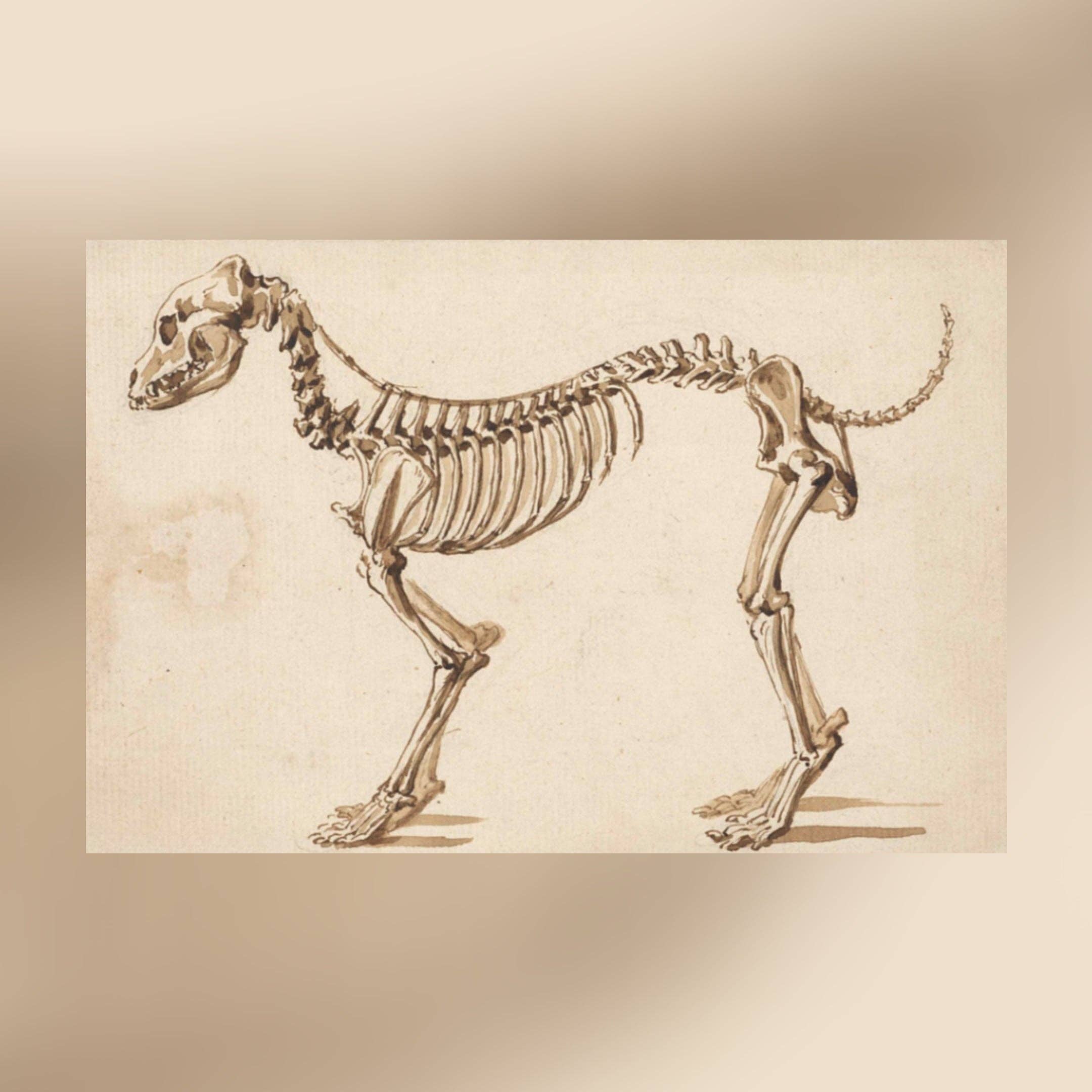 Print Pothecary - Wholesale Art Print - Dog Skeleton Canvas Print - Apothecary Art for Home or Office - Apothecary Decor4