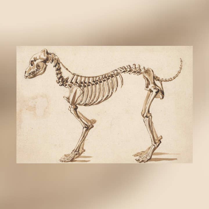 Print Pothecary - Wholesale Art Print - Dog Skeleton Canvas Print - Apothecary Art for Home or Office - Apothecary Decor4