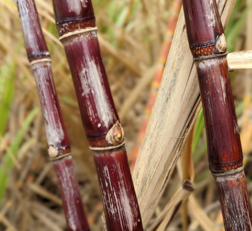 Burlap & Barrel - Wholesale Sugar/Sweetener - Golden Crystal Turbinado Sugar - Single Origin Sugar1