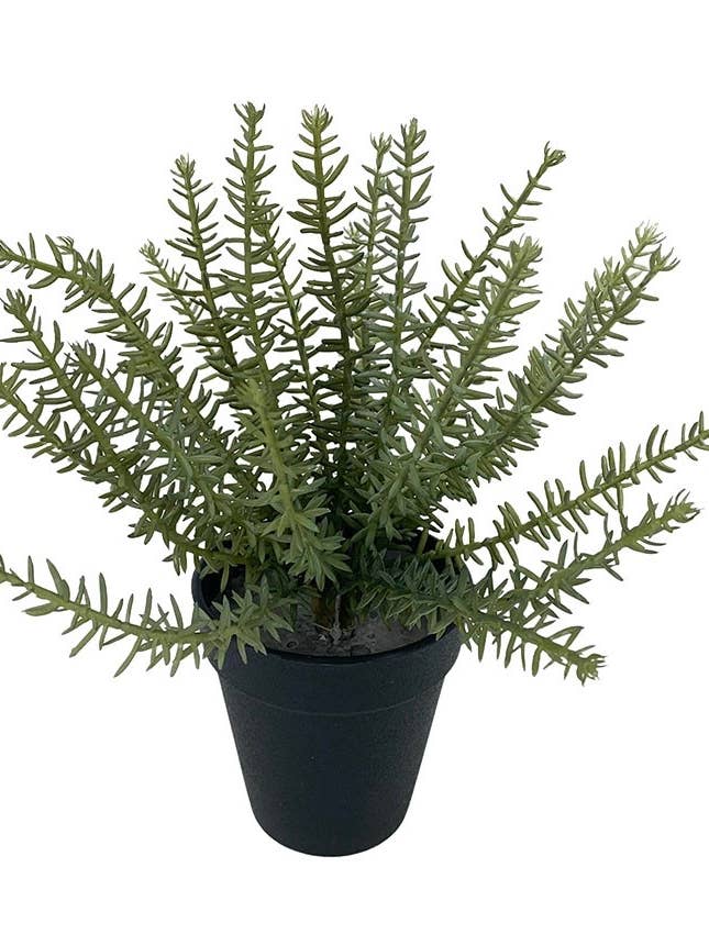 Rosemary Green Planter X2 24cm for wholesale by Aguilar Málaga