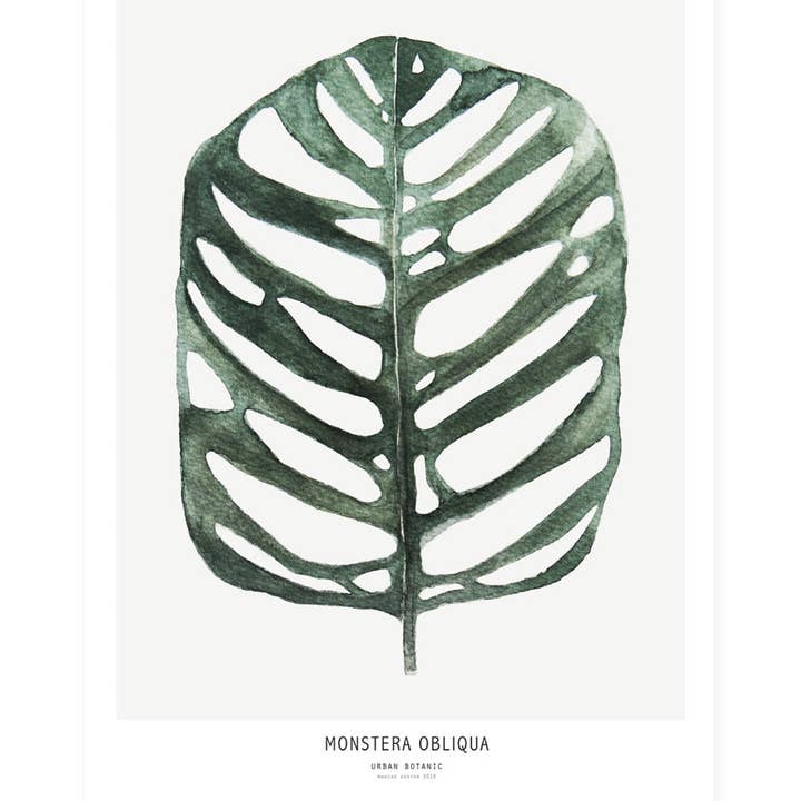 My Deer Art Shop – wholesale Konsttryck – Monstera Obliqua - A4 storlek