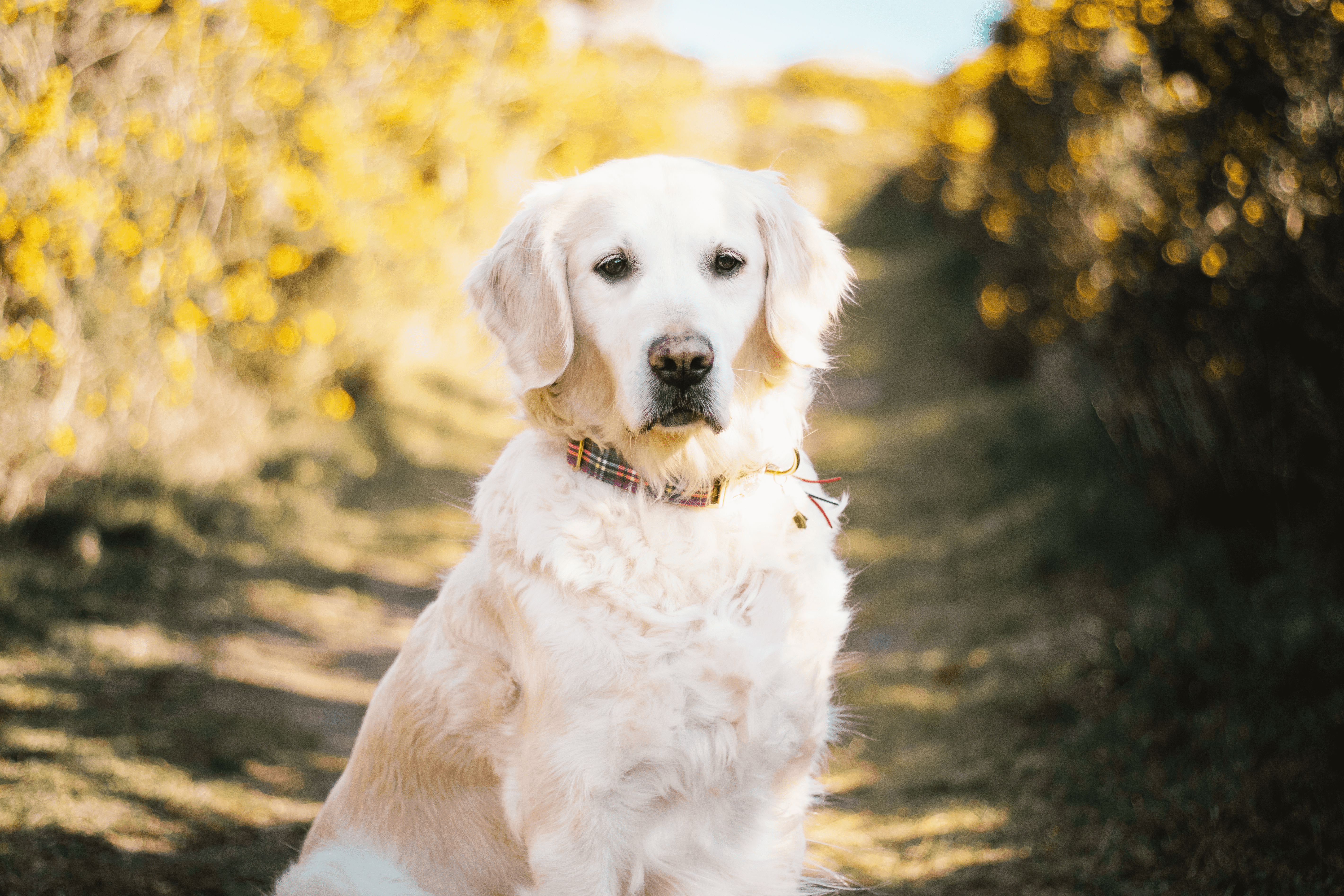 Frimousse Dog – Großhandel Haustierhalsband – Hund – „Watson“ schottisches verstellbares Hundehalsband2
