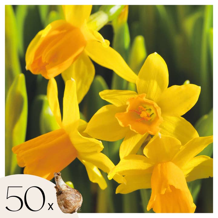 Oasis of Life - Wholesale Live plant - Daffodil Bulbs – 50 Flower Bulbs – Narcissus ‘Tête-à-Tête’ – Yellow Mini Daffodil Bulbs for Garden, Bed & Pot – Early Bloomer1