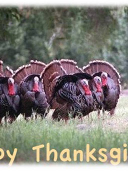 Happy Thanksgiving for wholesale by Just Write Arts