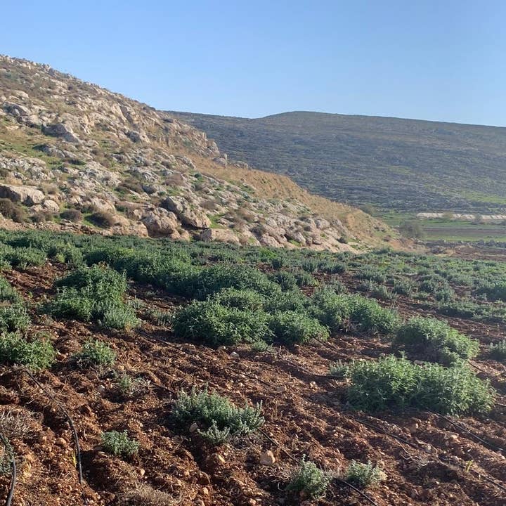 Burlap & Barrel - Wholesale Dried Spice - Za'atar - Single Origin Spice & Seasoning Blend2