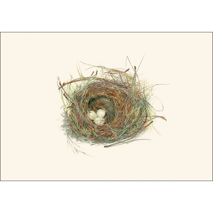 Earth Sky + Water - Wholesale Stationery/Notecard Set - Eggs in Nest1