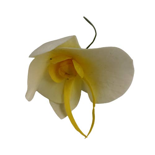 Concari.flores Preservadas - Vente Fleurs artificielles - LOT DE 4 FLEURS D'ORCHIDÉES STABILISÉES