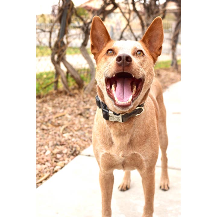 Mimi Green - Venta al por mayor Collar - Perros - Collar de perro de lona de camuflaje
