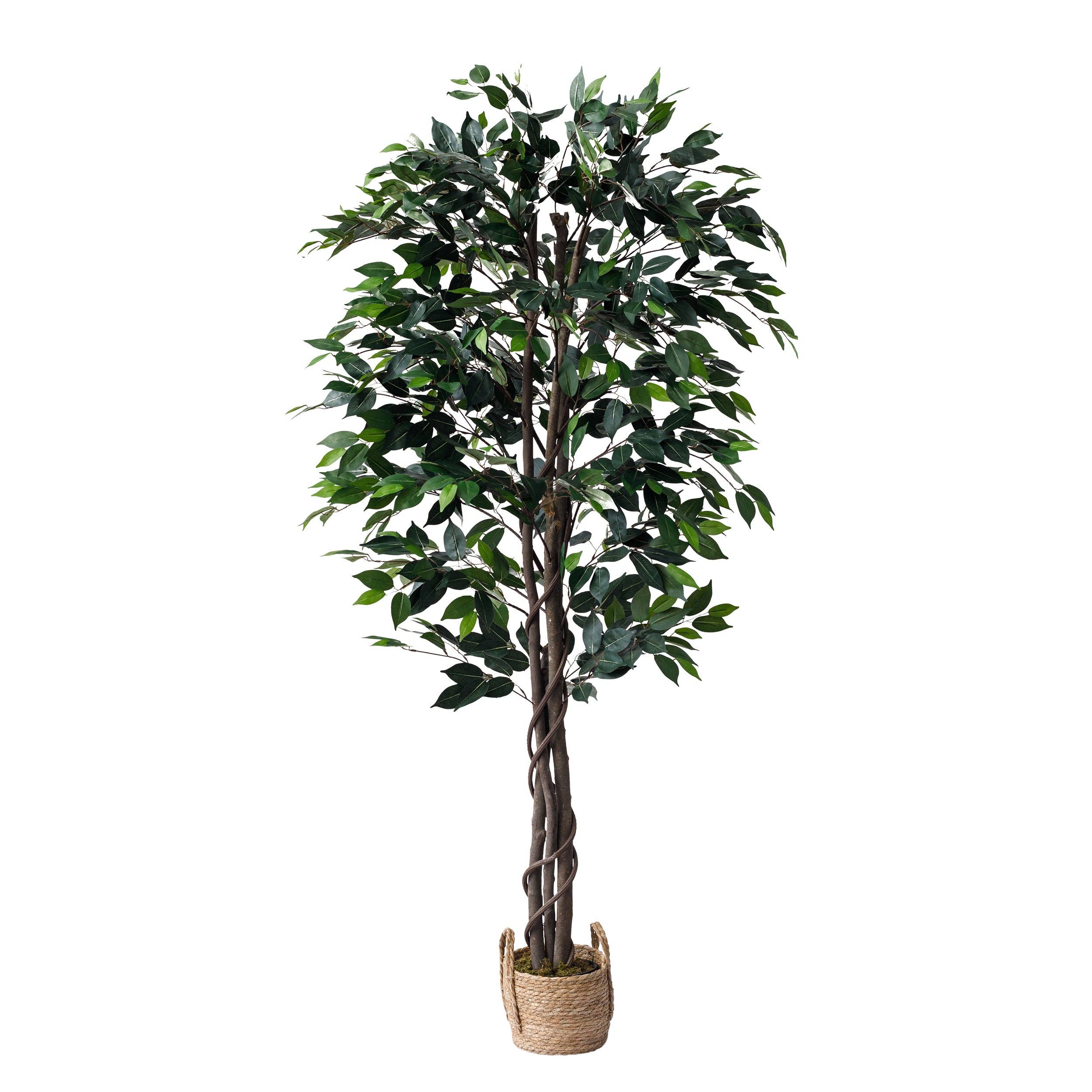 Forever Leaf - Wholesale Artificial Plant - 60" Ficus Tree with the Basket2