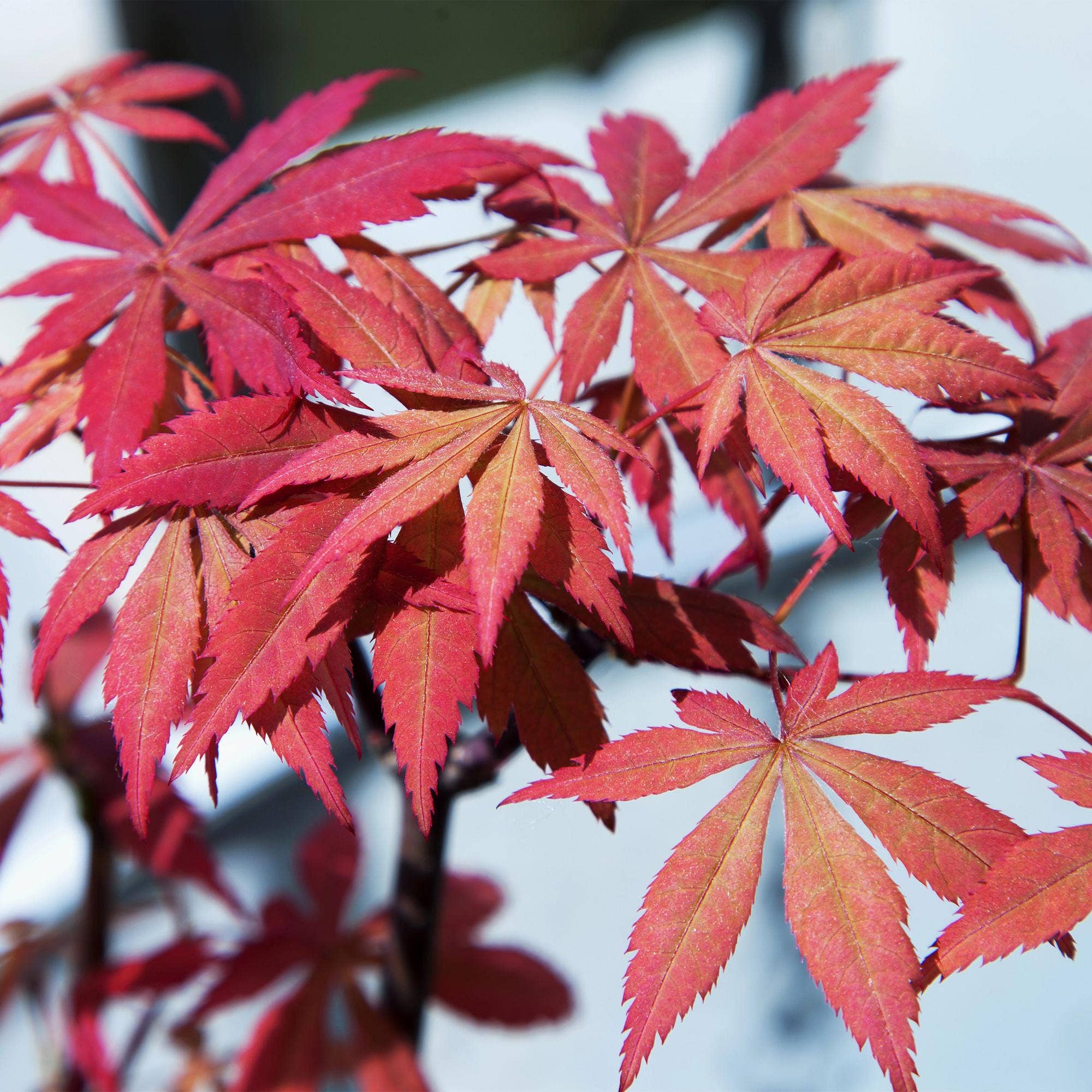 Oasis of Life - Wholesale Live Plant - Japanese Maple Acer palmatum 'Sumi-nagashi' – Red Ornamental Maple – Balcony & Terrace Plant – Ø19 cm – Approximately 70 cm tall – Elegant fan maple with glossy dark red foliage3