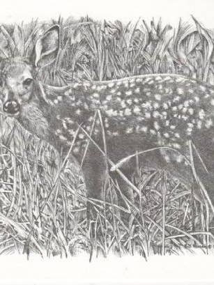 Retrato de Cervatillo de Cola Blanca Bill Harrah Arte enmarcado para venta al por mayor de Chesapeake Farms LLC