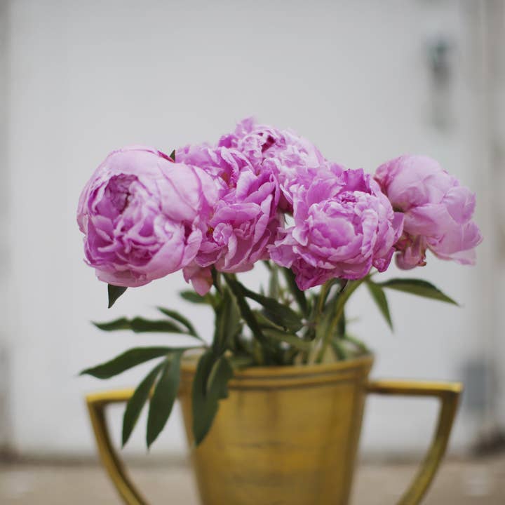 Peonie su White Part Deux//Texas per la vendita all'ingrosso da parte di Alison Holcomb Creative