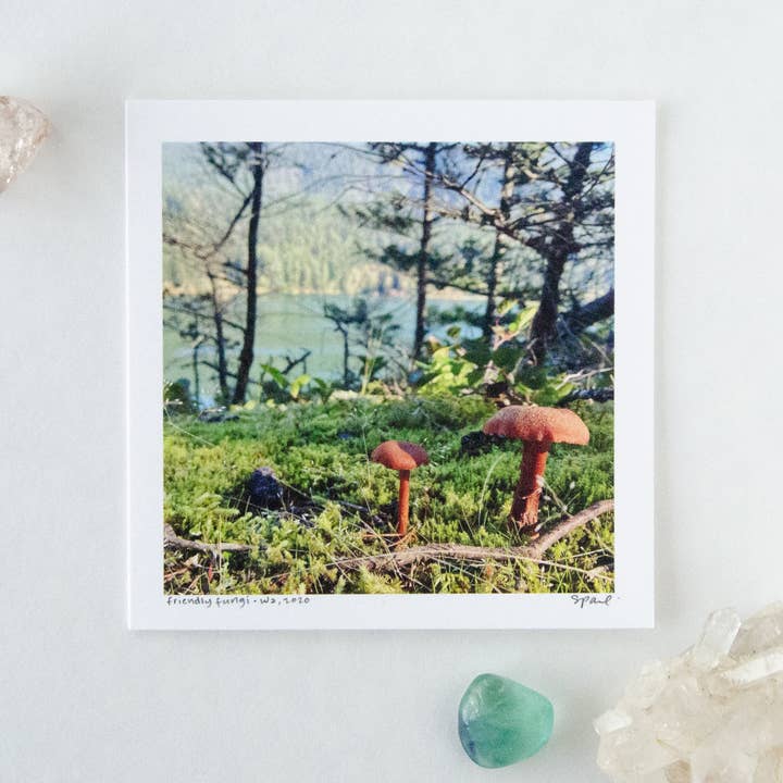 Friendly Fungi for wholesale by Earth + Cielo