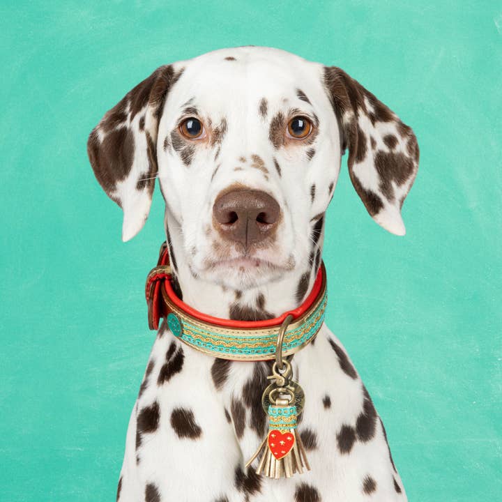 Coco Noël Leather Dog Collar M (Neck Size 32-39 cm / 2.5 cm) for wholesale by Dog with a Mission