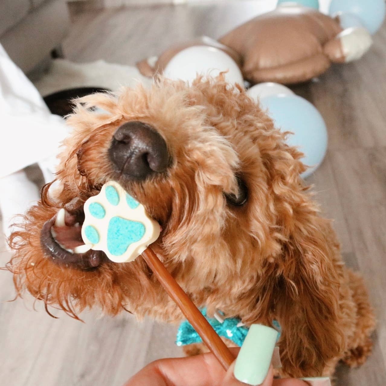 Manufaktur Sweet Crunchy Bit® Handmade DogFood 🐾 - Vente Friandises – chien - Sucettes en forme de patte pour chiens SCB PawlOlly1