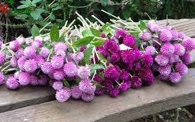 The Rike - Wholesale Plant Seeds - 1200 Seeds Mixed Color Globe Amaranth Flower Seeds for Plant8