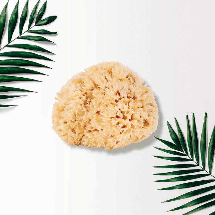 Bold Box - Wholesale Bath pouf/sponge - Facial Loofah Sea Sponge - sustainably harvested sea sponge2