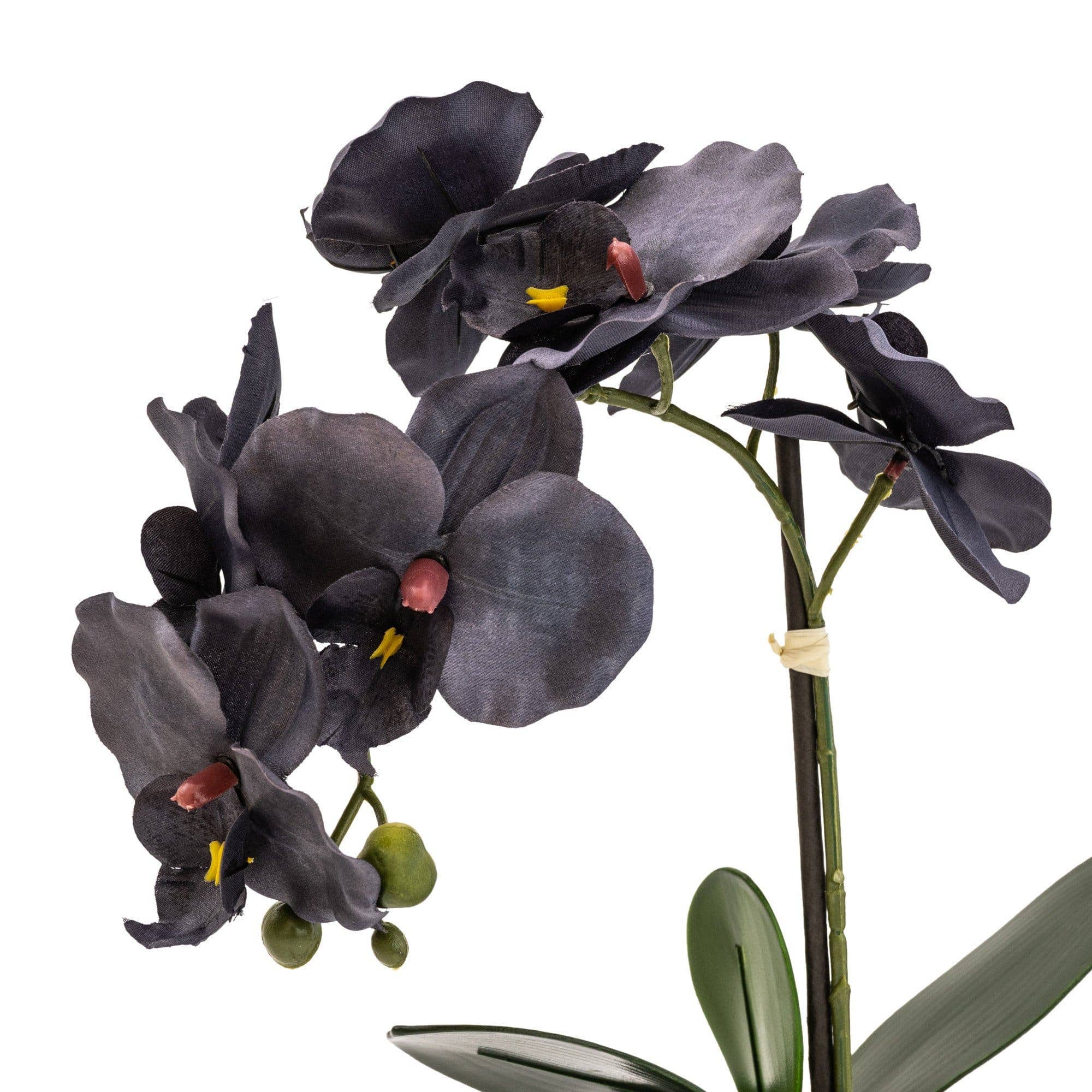 Candlelight Products Ltd – wholesale Artificial flowers – Black Orchid in Matte Black Ceramic Footed Pot 42cm 1PK3