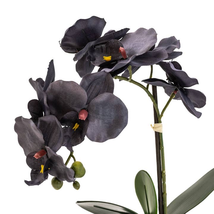 Candlelight Products Ltd – wholesale Artificial flowers – Black Orchid in Matte Black Ceramic Footed Pot 42cm 1PK3